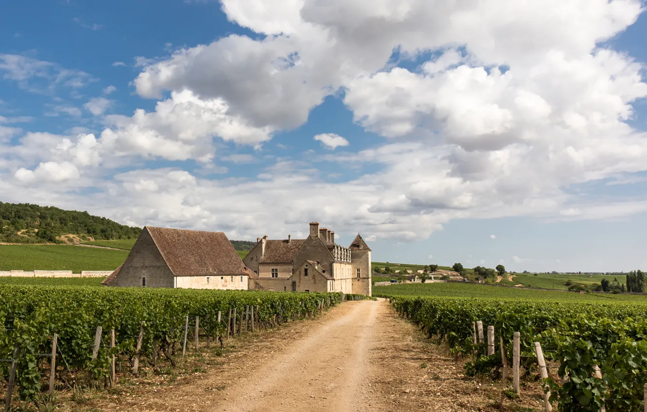 Photo wallpaper wine, France, vineyard, Clos Vougeot, Bourgogne, Burgundy