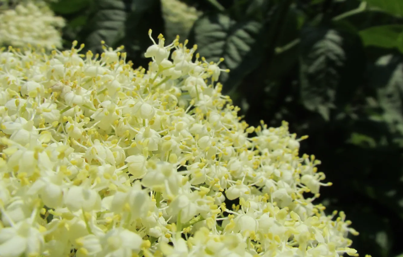 Photo wallpaper spring, beautiful, blooms, elder