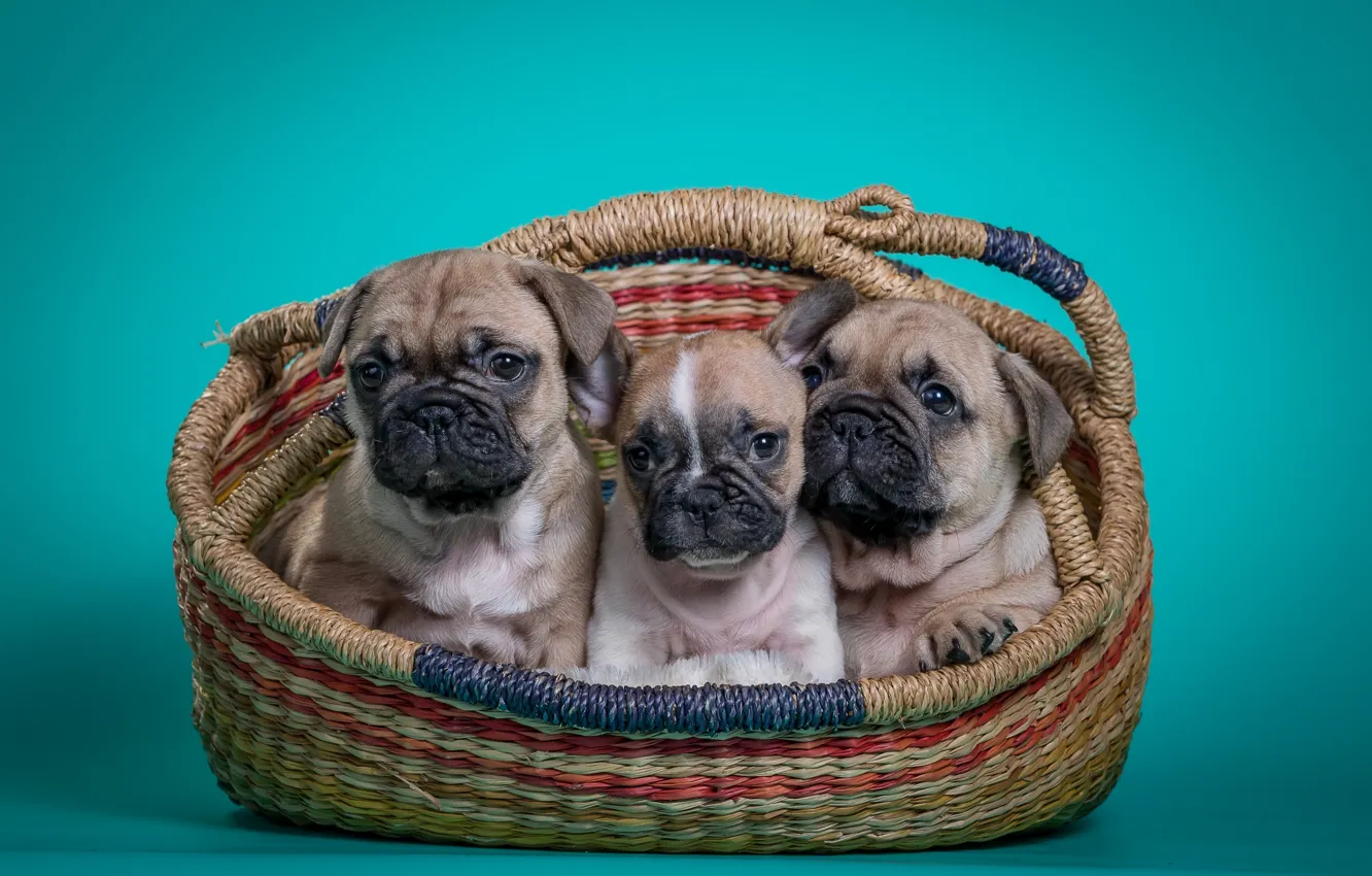 Photo wallpaper basket, puppies, trio, French bulldog