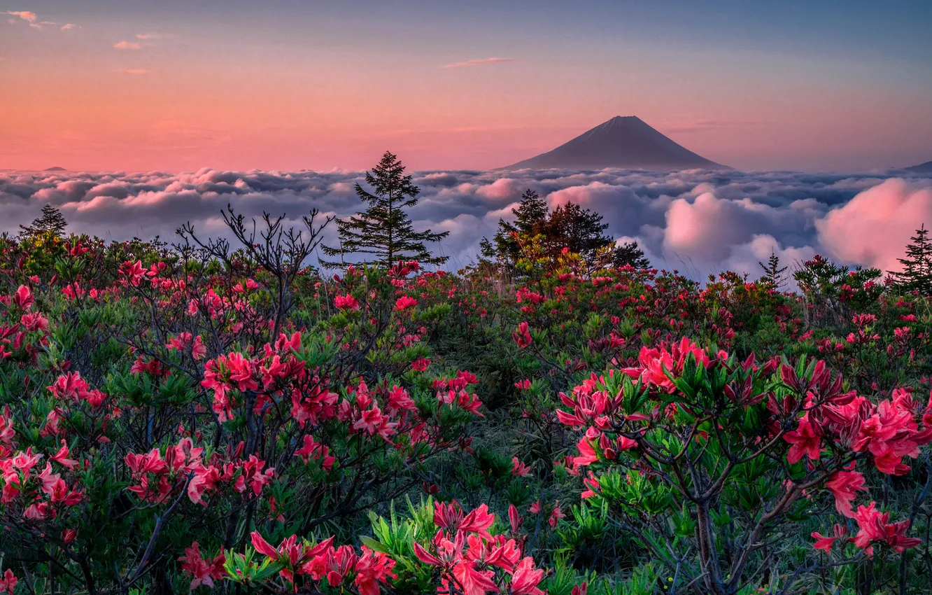 Photo wallpaper flowers, mountains, rhododendrons