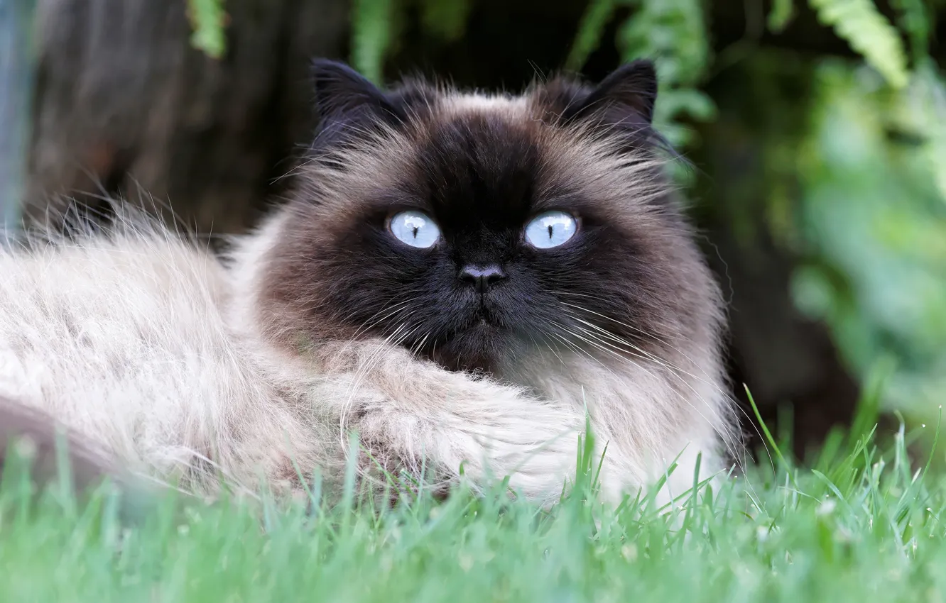 Photo wallpaper cat, grass, eyes, cat, nature, blue, portrait, fluffy