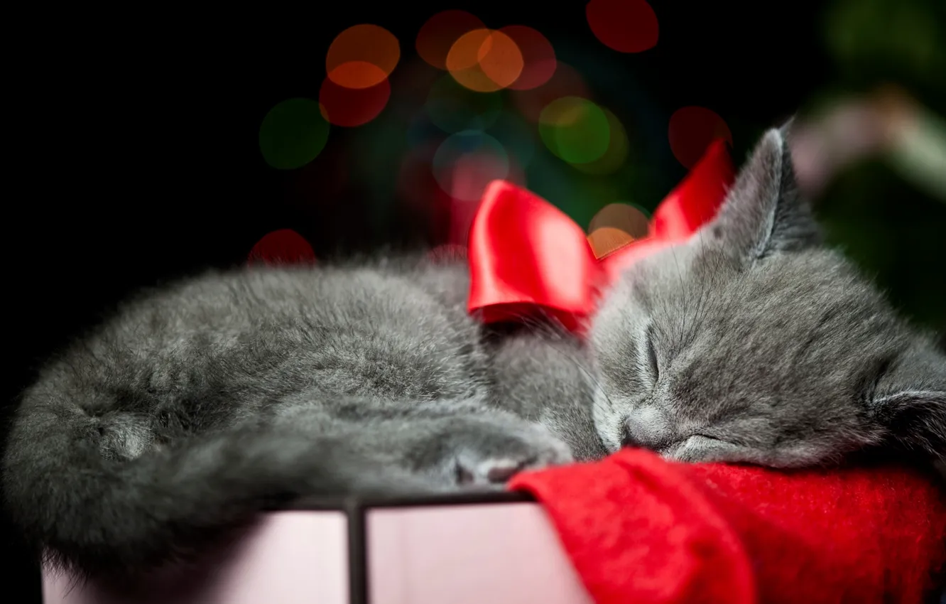 Photo wallpaper cat, cat, kitty, grey, box, sleeping, bow, ribbon