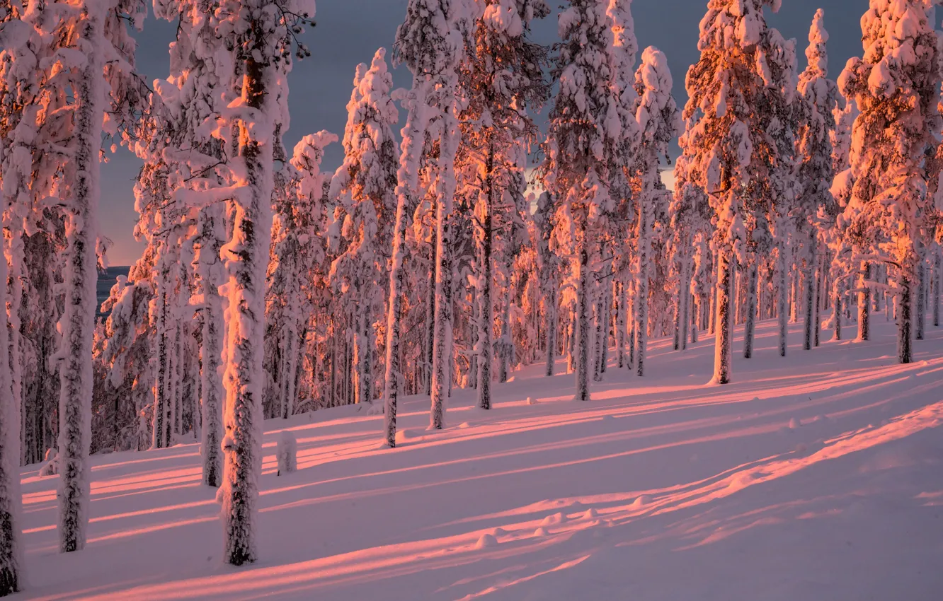 Photo wallpaper winter, forest, snow, trees, Finland, Finland, Lapland, Lapland