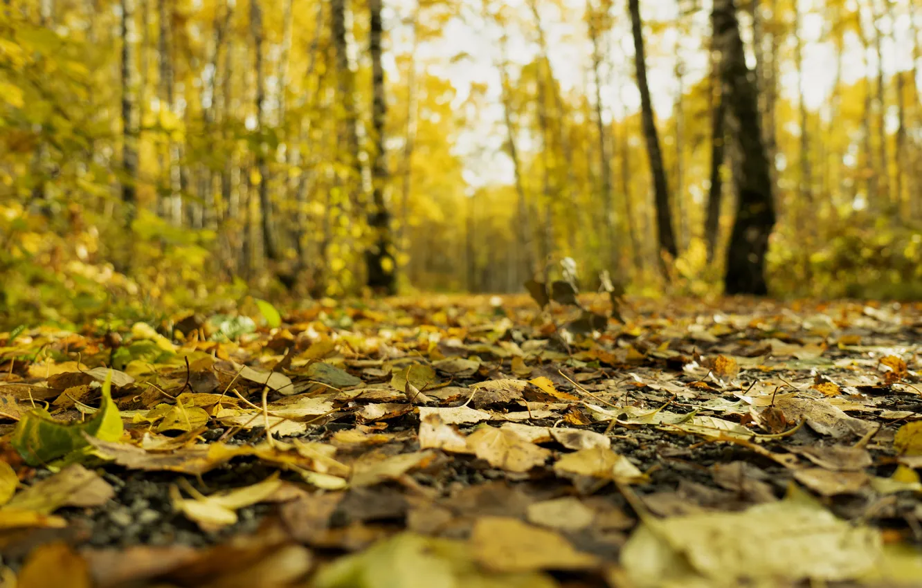 Photo wallpaper autumn, forest, leaves, path