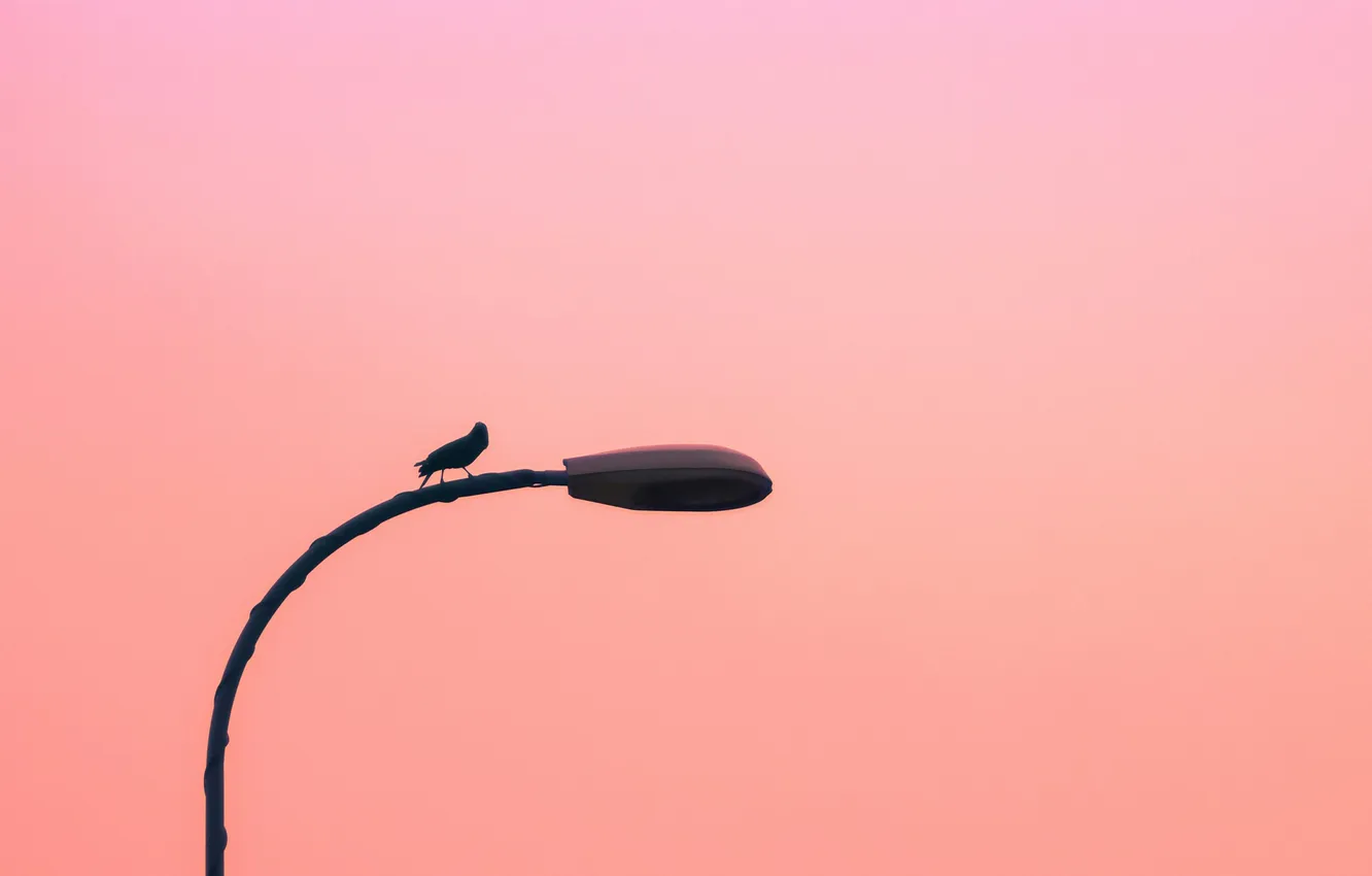 Photo wallpaper nature, bird, animal, outdoors, Kabiur Rahman Riyad