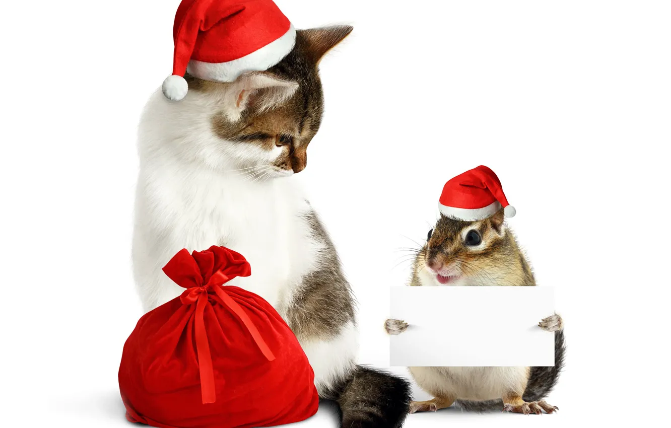 Photo wallpaper cat, new year, protein, bag, cap