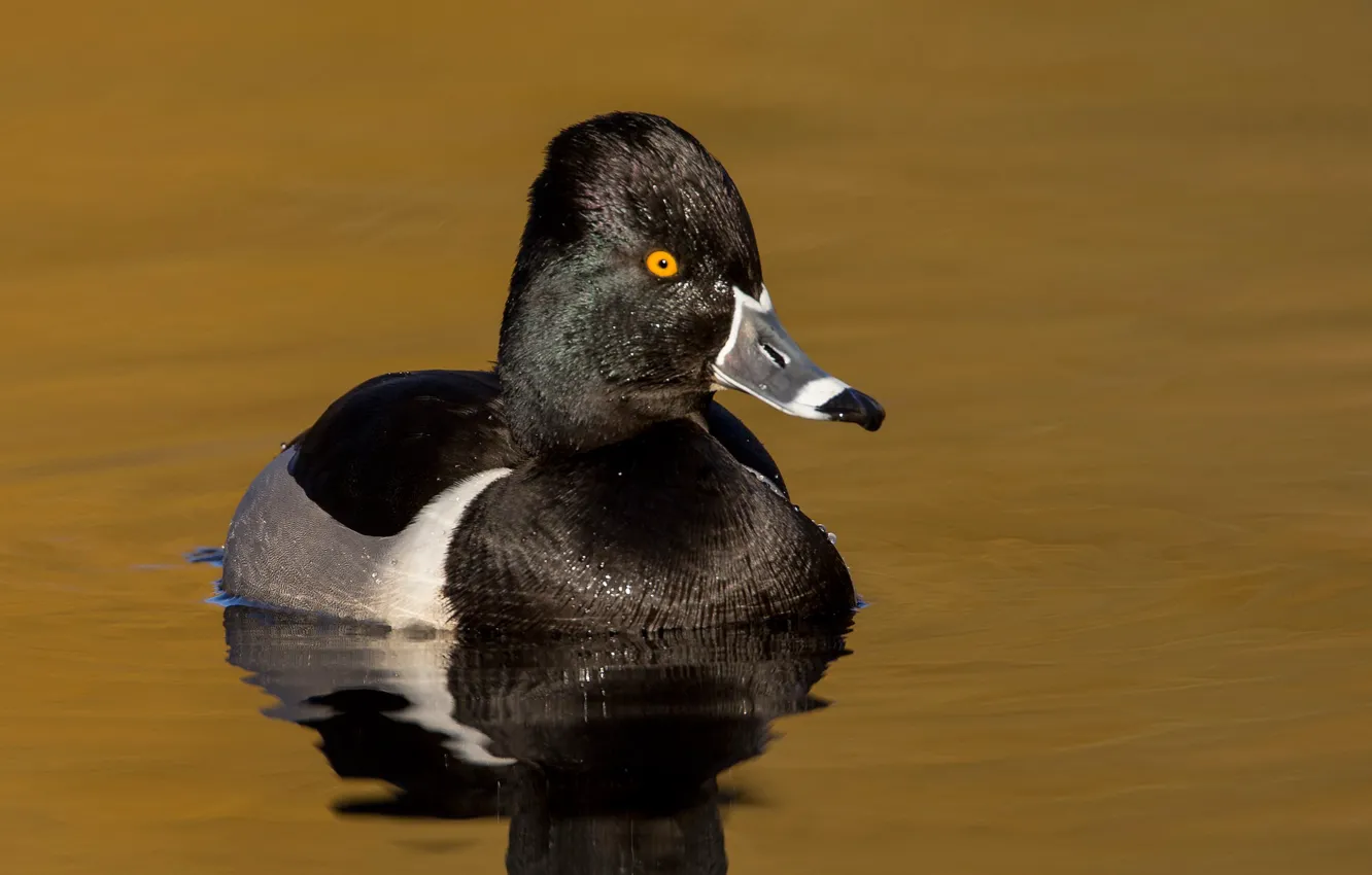 Photo wallpaper bird, beak, duck, pond, tufted duck collared