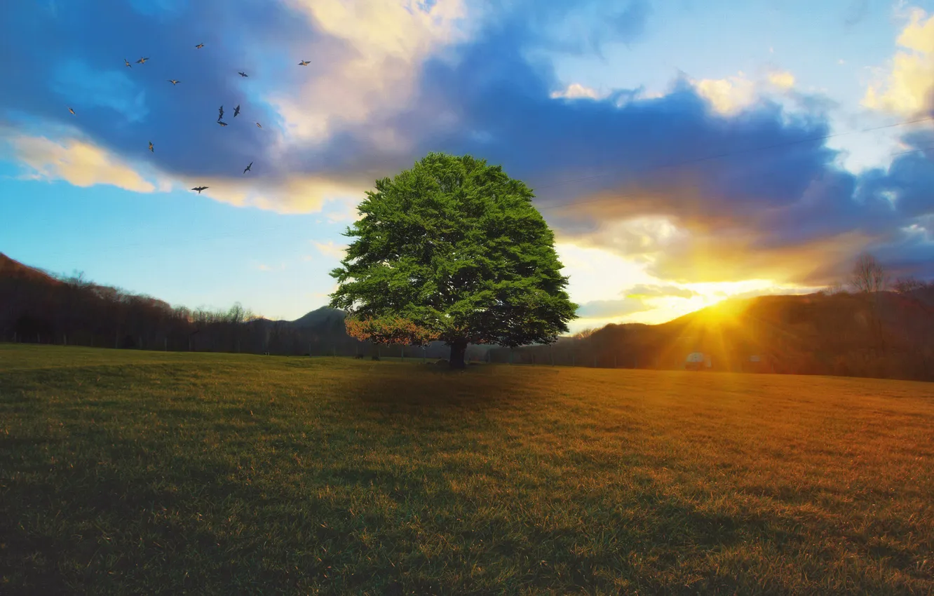 Photo wallpaper field, the sun, clouds, trees, flight, sunset, bird, pack