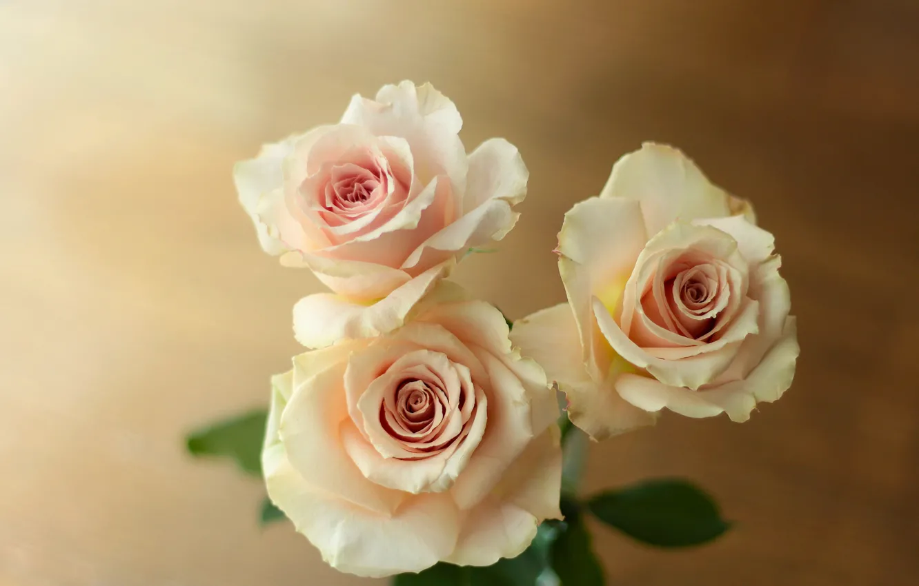 Photo wallpaper roses, trio, buds