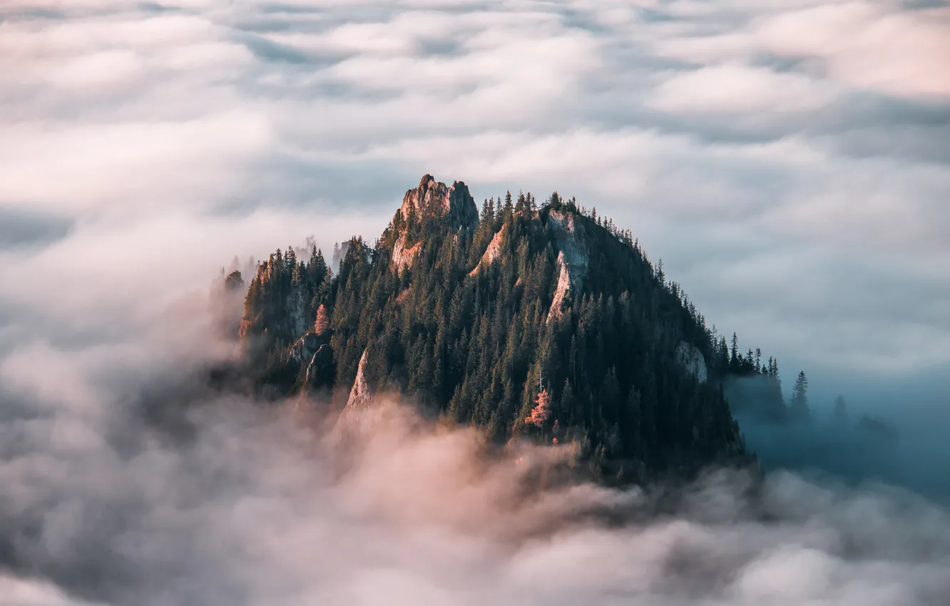 Photo wallpaper forest, mountains, fog, rocks, tops, morning, haze