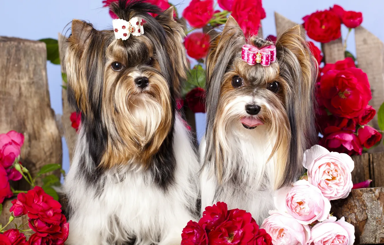Photo wallpaper dogs, flowers, girls
