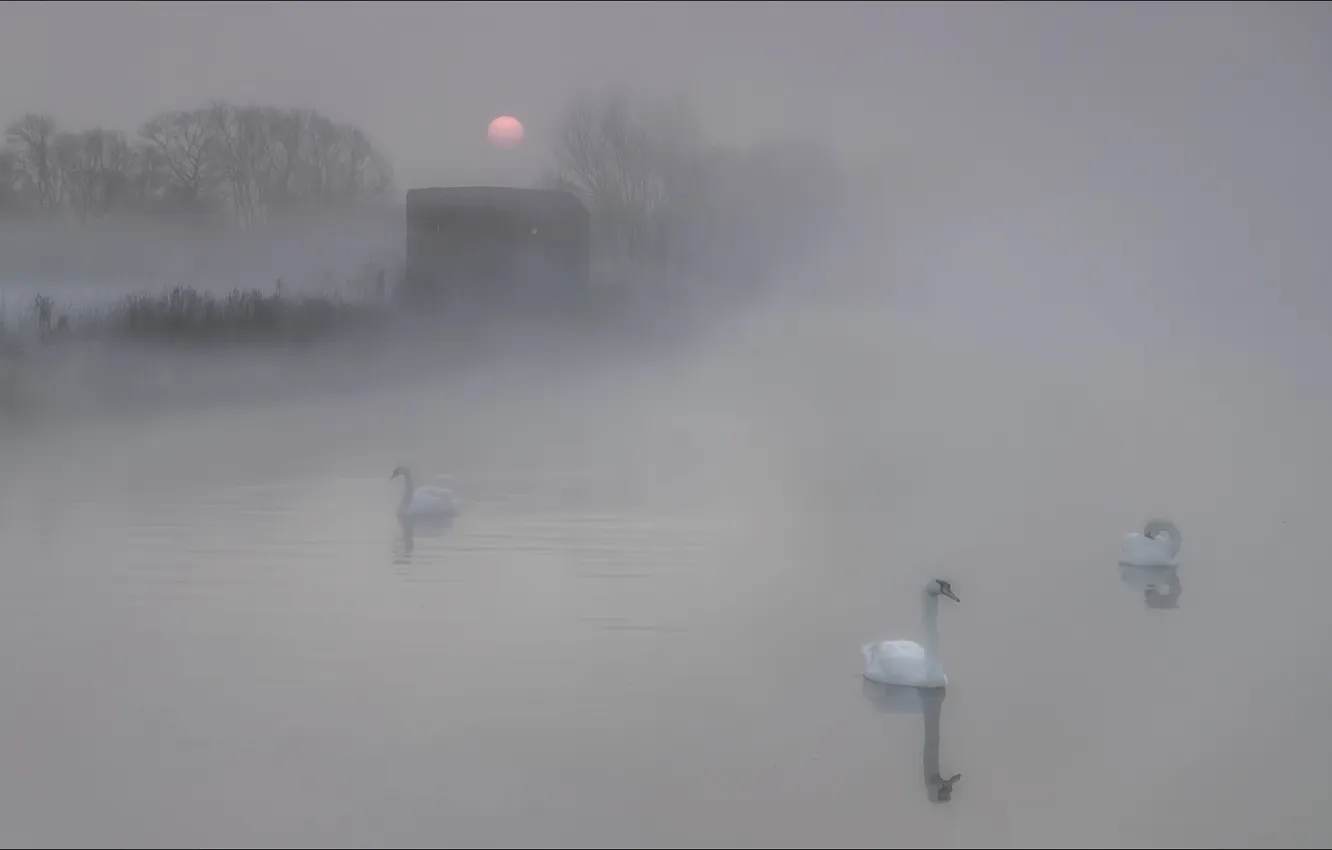 Photo wallpaper fog, morning, swans