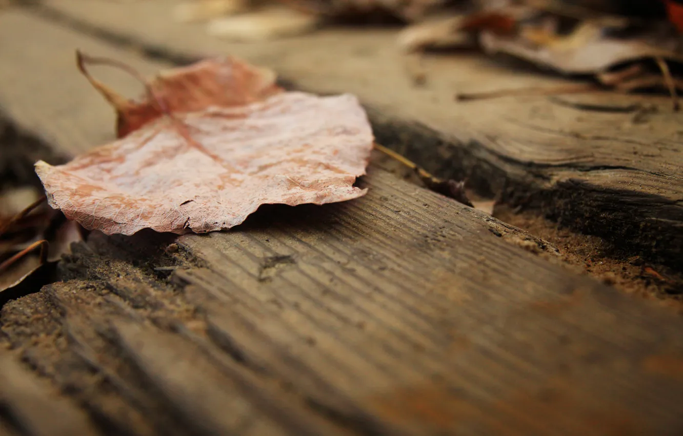 Photo wallpaper macro, sheet, Board, dry