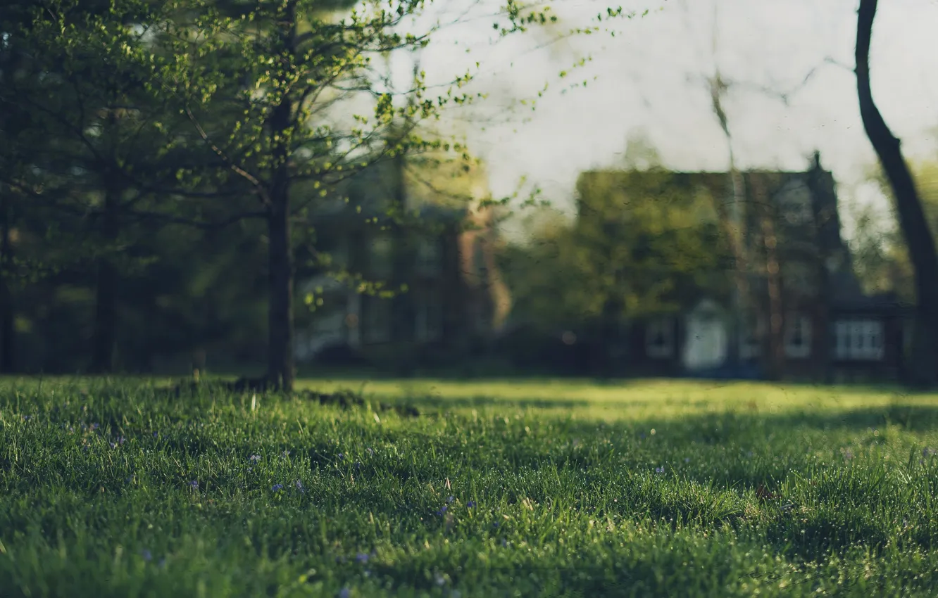 Photo wallpaper field, grass, trees, home, bokeh