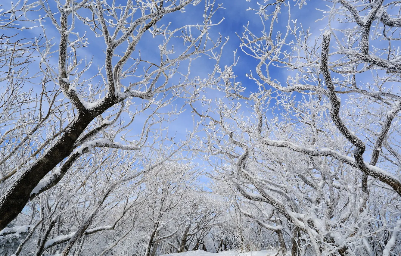 Photo wallpaper winter, snow, trees