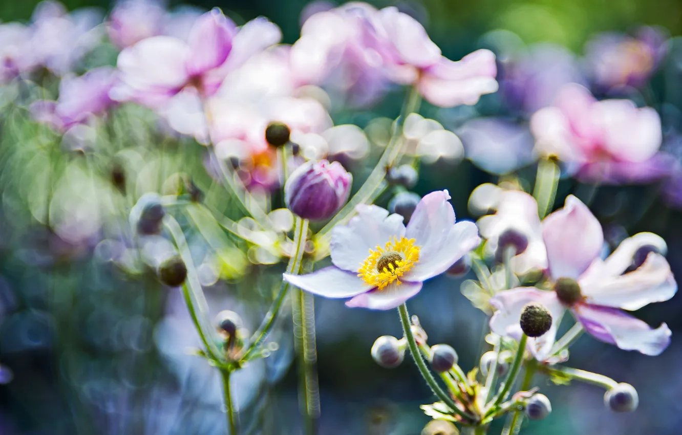 Photo wallpaper macro, light, flowers, glare, focus, blur, anemones