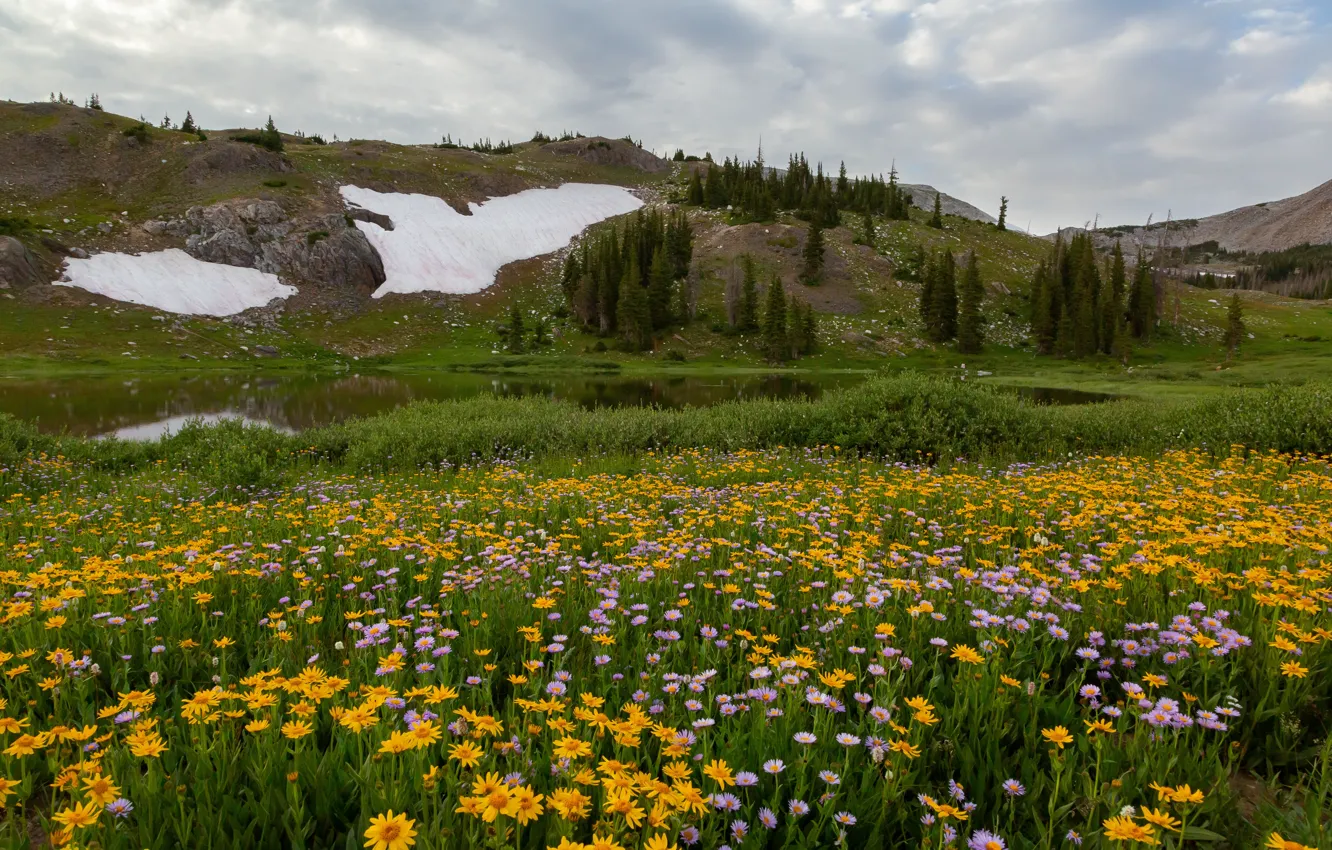 Photo wallpaper field, flowers, mountains, meadow