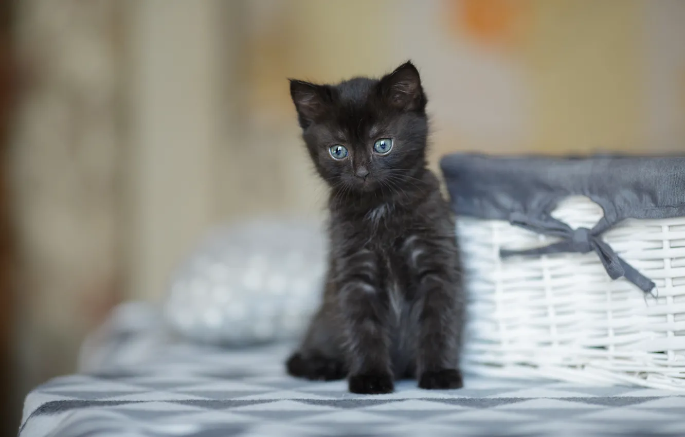 Photo wallpaper cat, look, kitty, black, baby, muzzle, cute, kitty