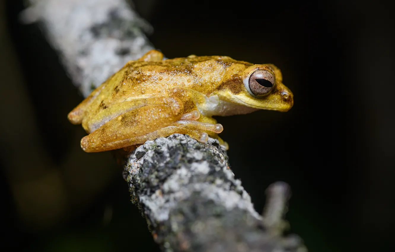 Photo wallpaper nature, background, frog, Chiromantis nongkhorensis