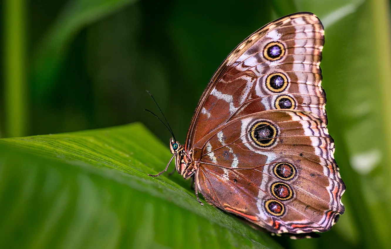 Photo wallpaper leaves, macro, nature, pattern, butterfly, plant, insect, brown