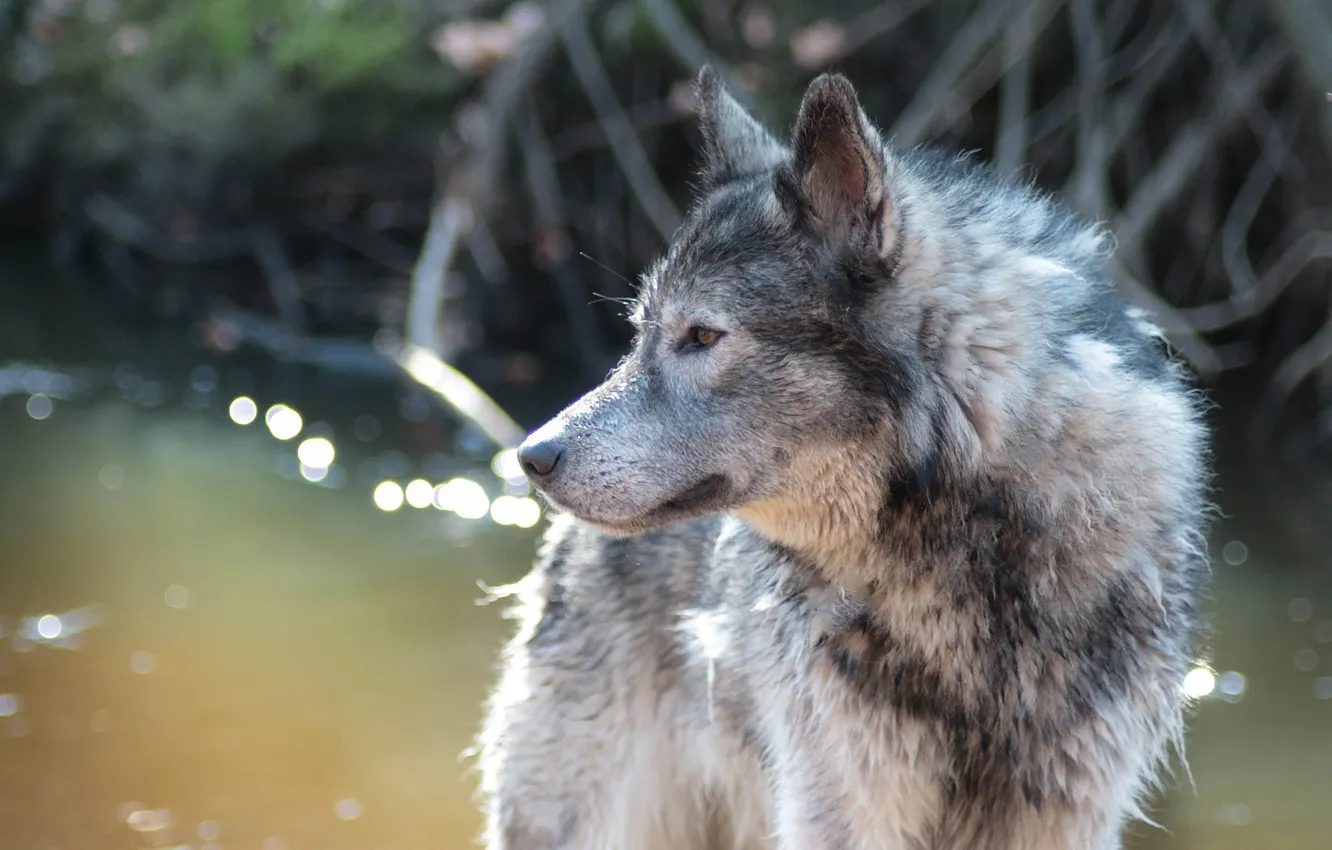 Photo wallpaper Predator, nature, snow, face, animal, wolf, wolves, canis lupus
