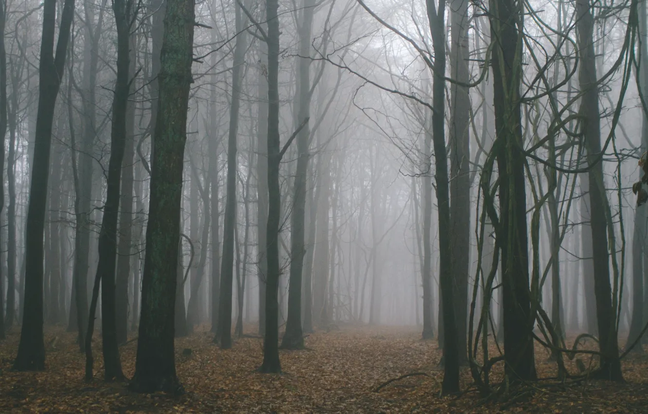 Photo wallpaper forest, trees, nature, fog