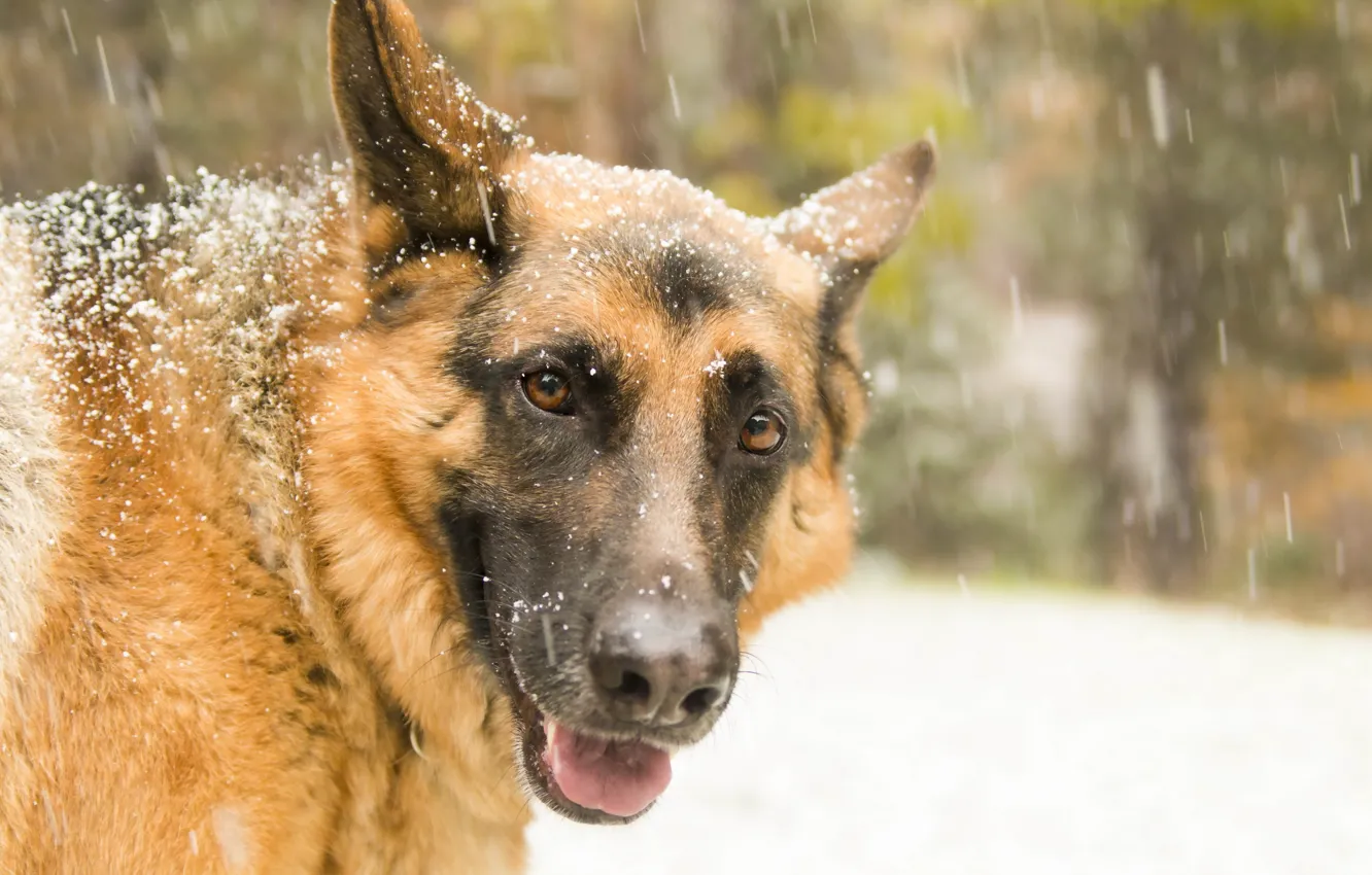 Photo wallpaper look, each, dog