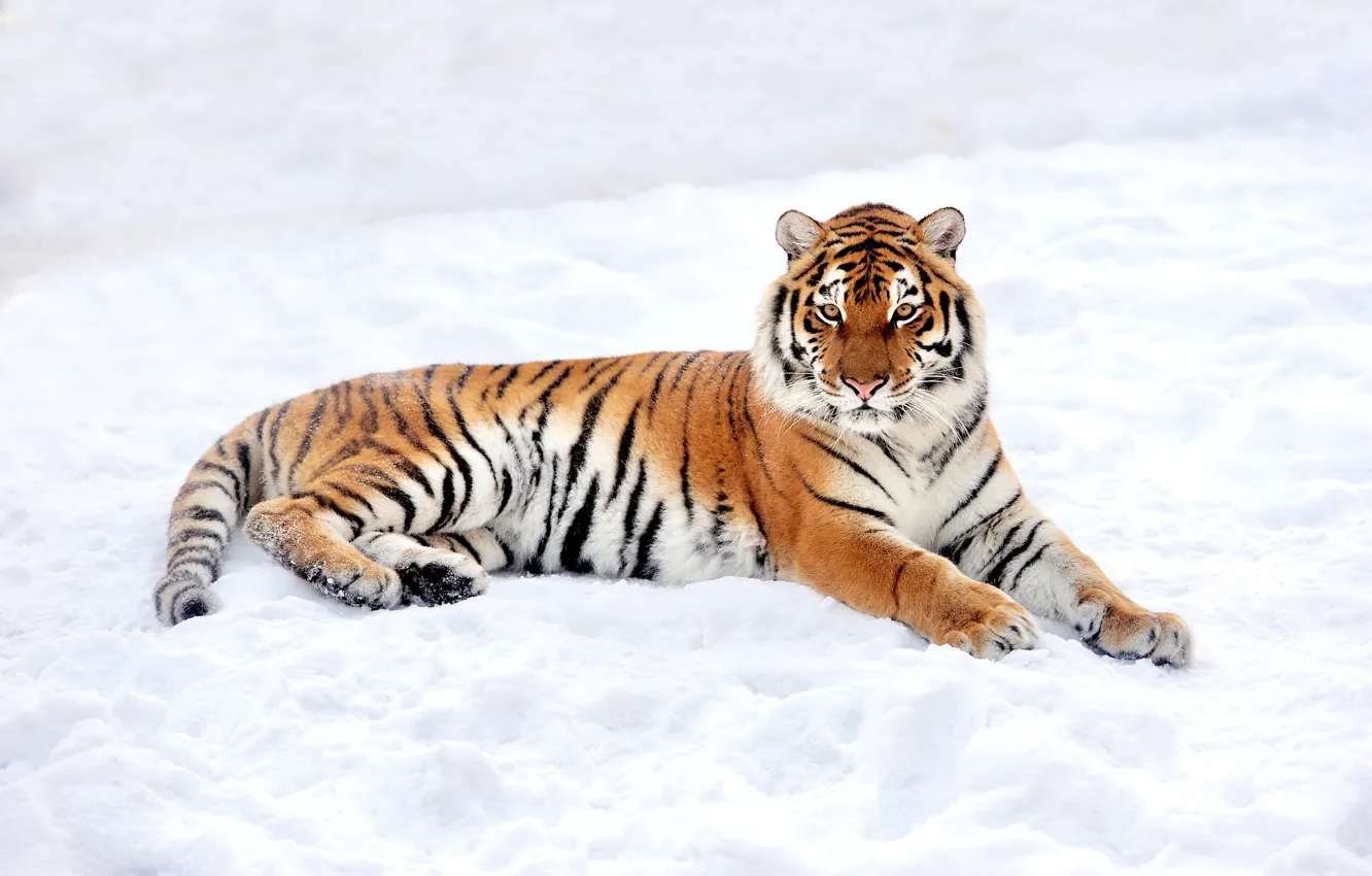 Photo wallpaper winter, snow, nature, tiger, predator, lies, resting