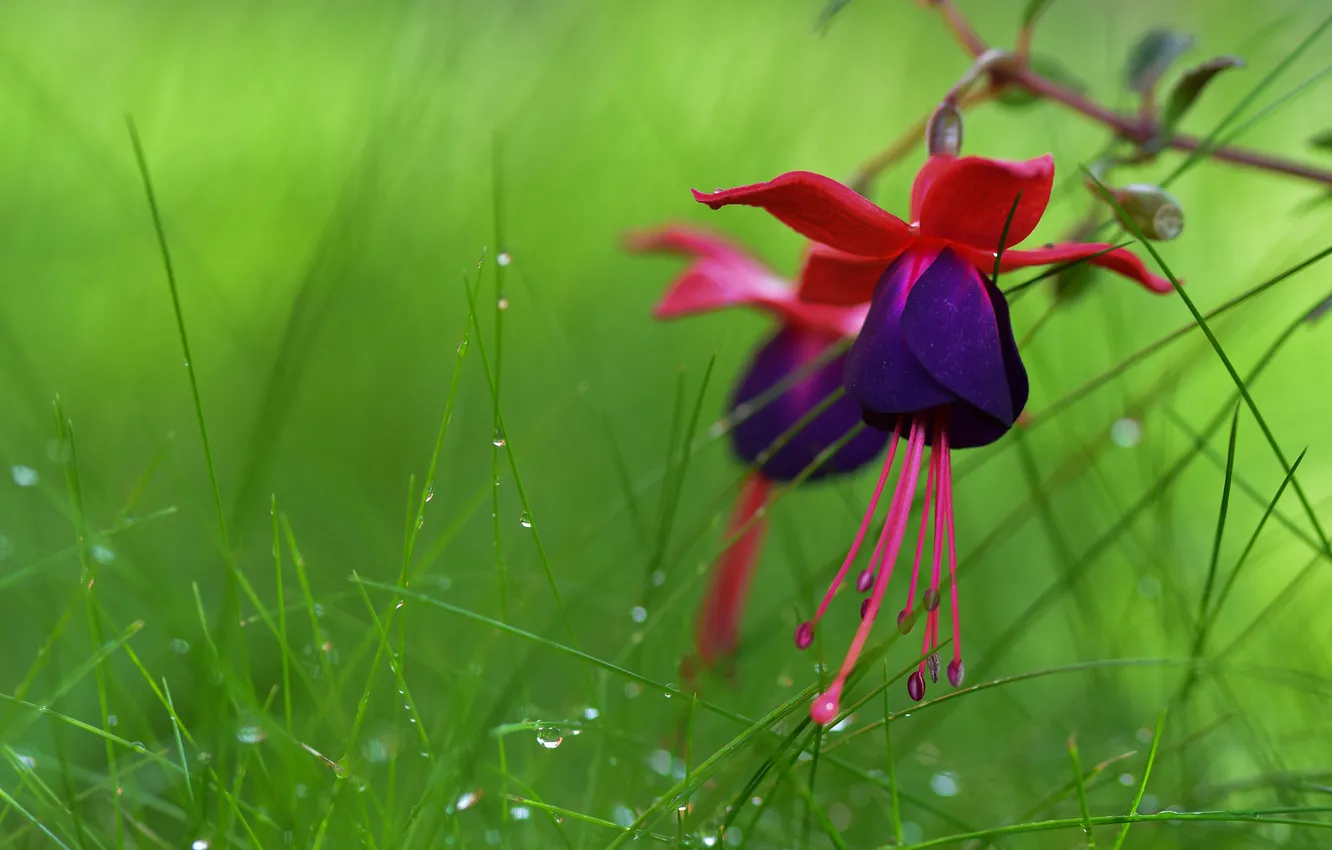 Photo wallpaper grass, flowers, bokeh, fuchsia