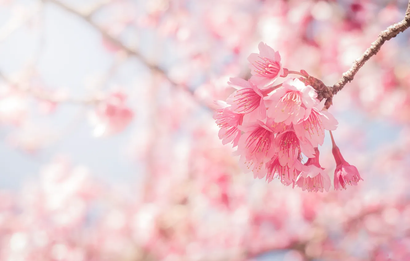 Photo wallpaper the sky, branches, spring, Sakura, flowering, pink, blossom, sakura