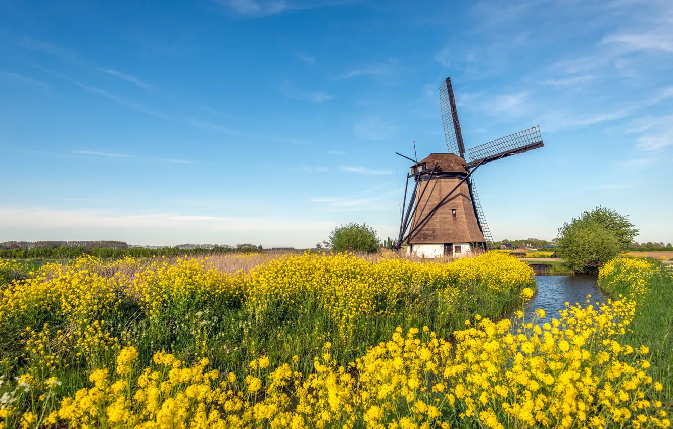 Photo wallpaper flowers, windmill, rapeseed field, rape, blue