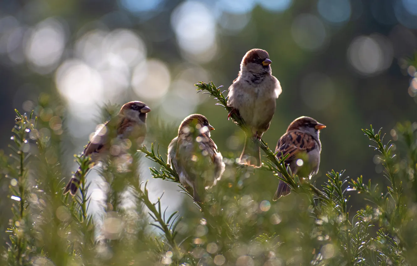 Photo wallpaper birds, flock, sparrows
