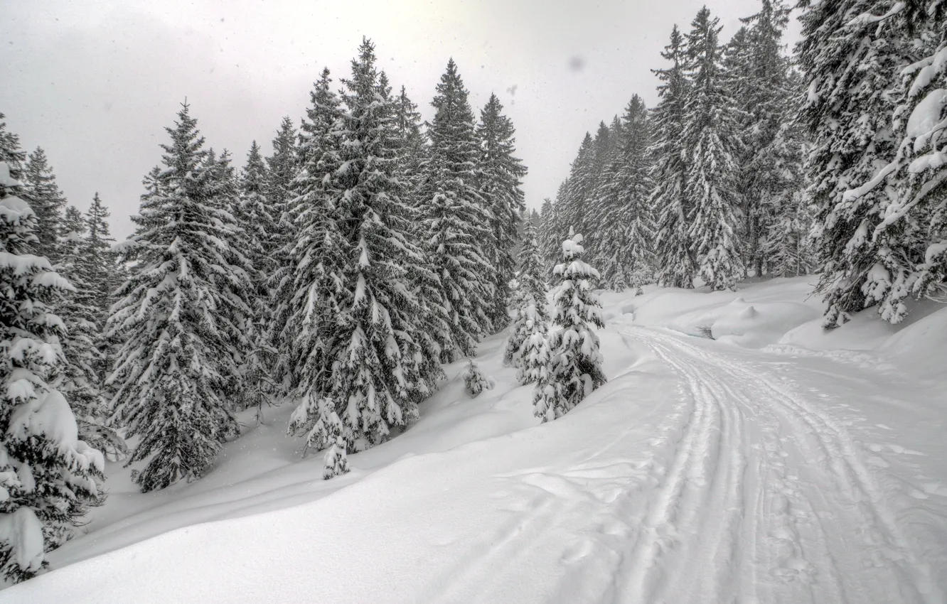 Photo wallpaper winter, road, forest, snow, ate, frost, forest, road