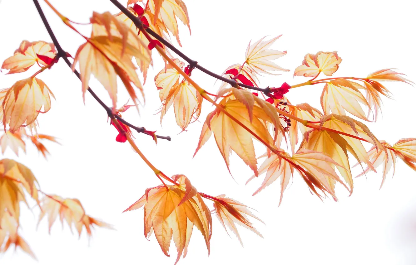 Photo wallpaper autumn, leaves, nature