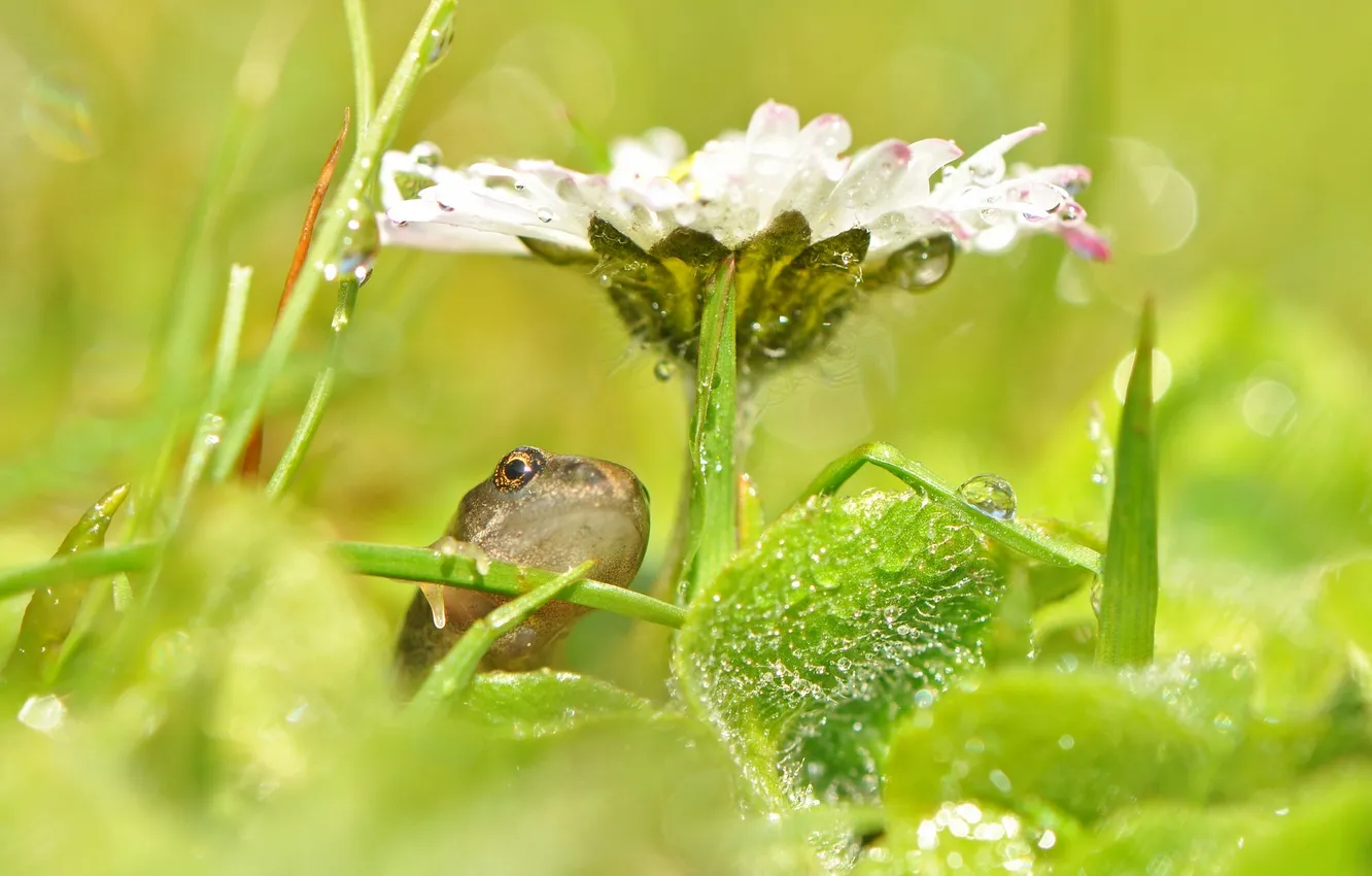 Photo wallpaper drops, macro, flowers, Rosa, frog