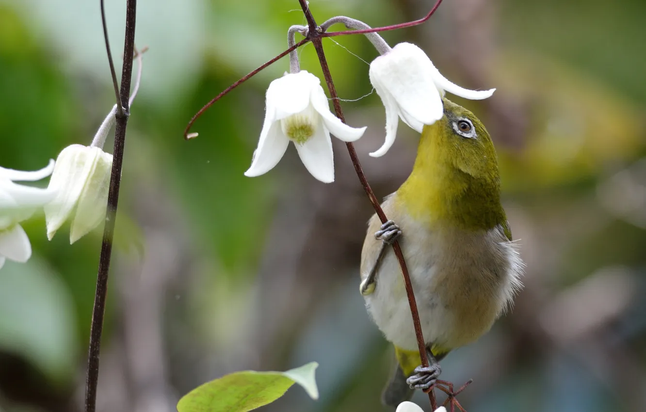 Photo wallpaper flowers, nectar, bird, bells, vines