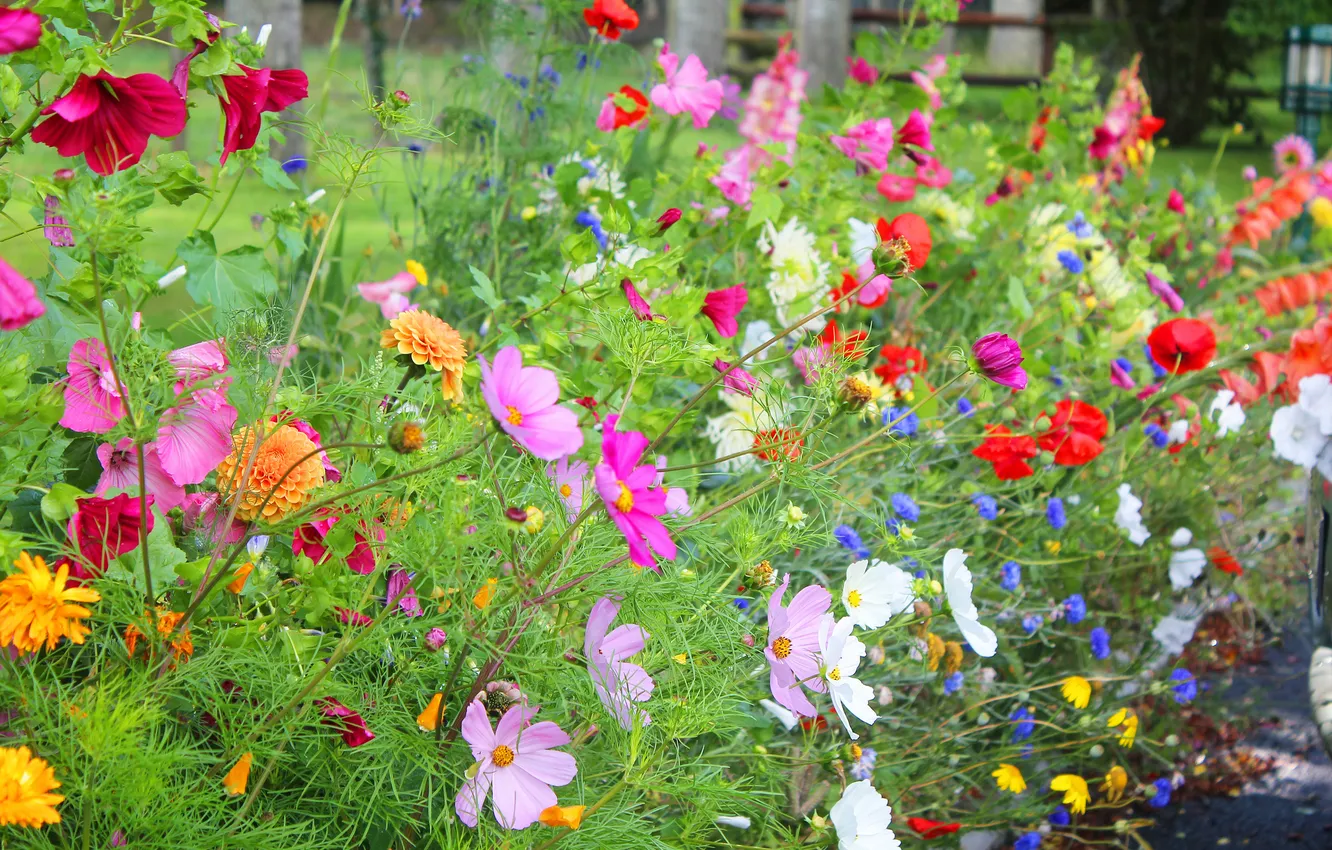 Photo wallpaper plant, petals, garden, flowerbed