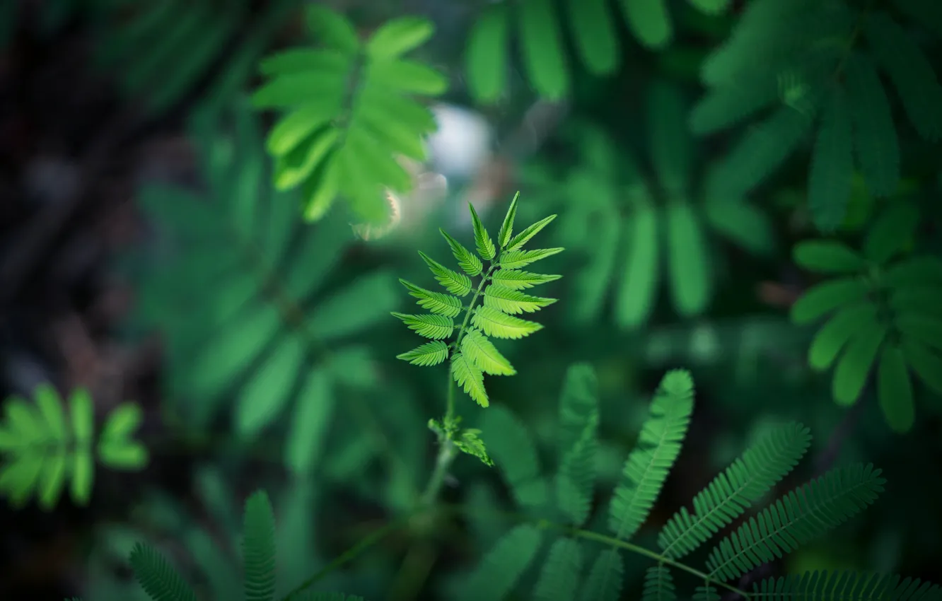 Photo wallpaper leaves, nature, leaf, plant, close-up, leaves, macro, flora