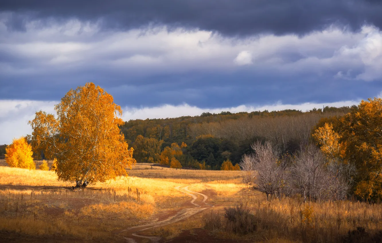 Photo wallpaper road, autumn, forest, trees, trail, red foliage, Orenburzhye
