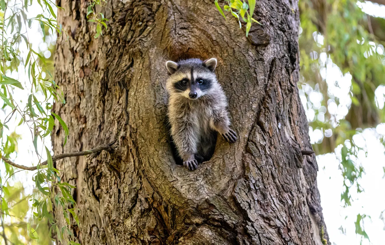Photo wallpaper look, trees, pose, raccoon, face, the hollow