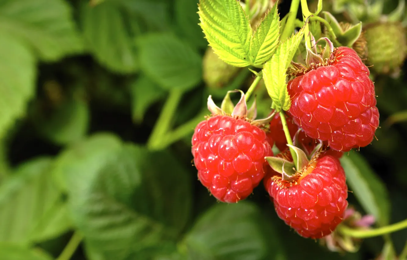 Photo wallpaper summer, berries, raspberry, foliage, trio, hanging