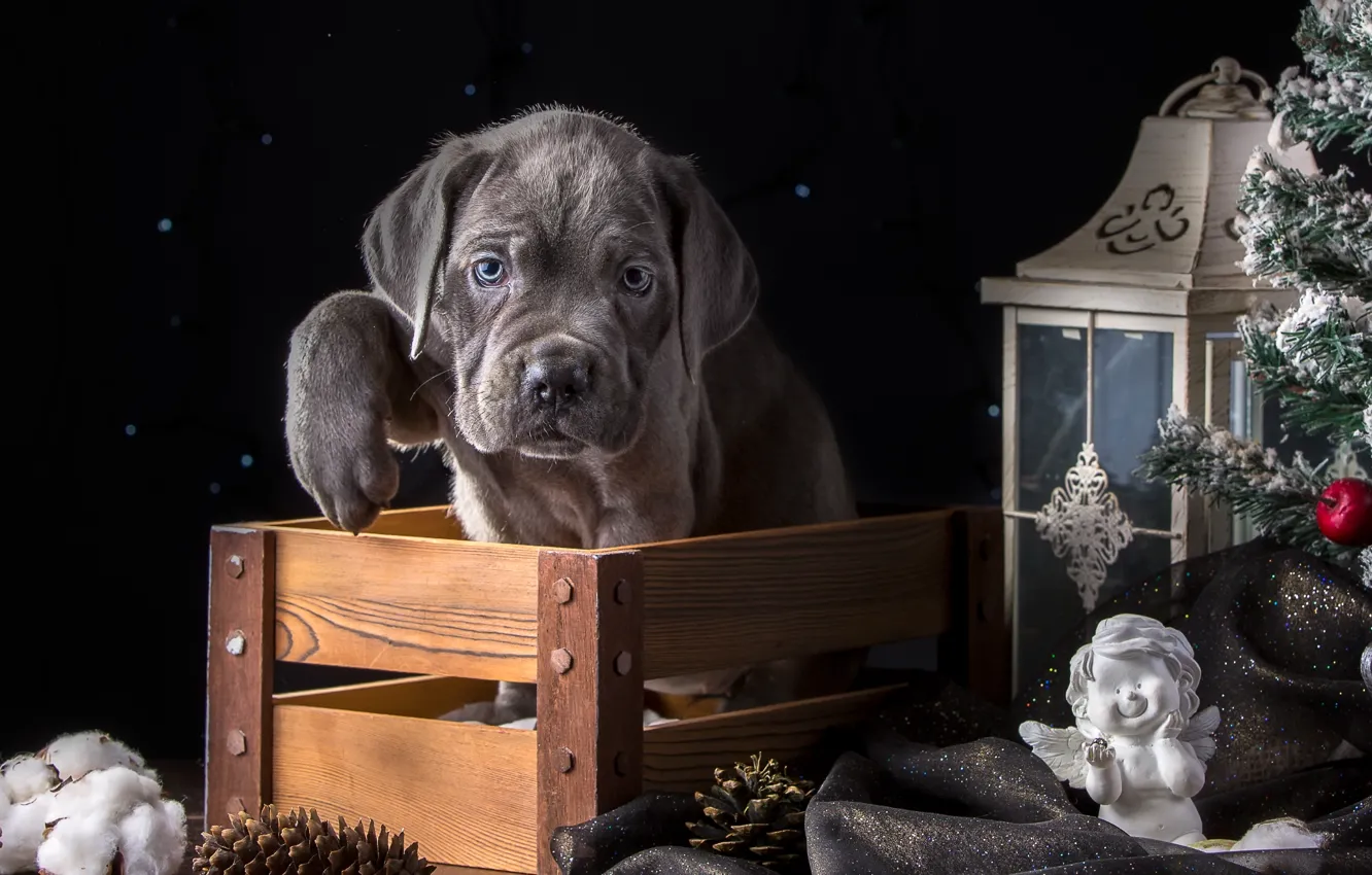 Photo wallpaper holiday, spruce, angel, paws, lights, puppy, box, cane Corso