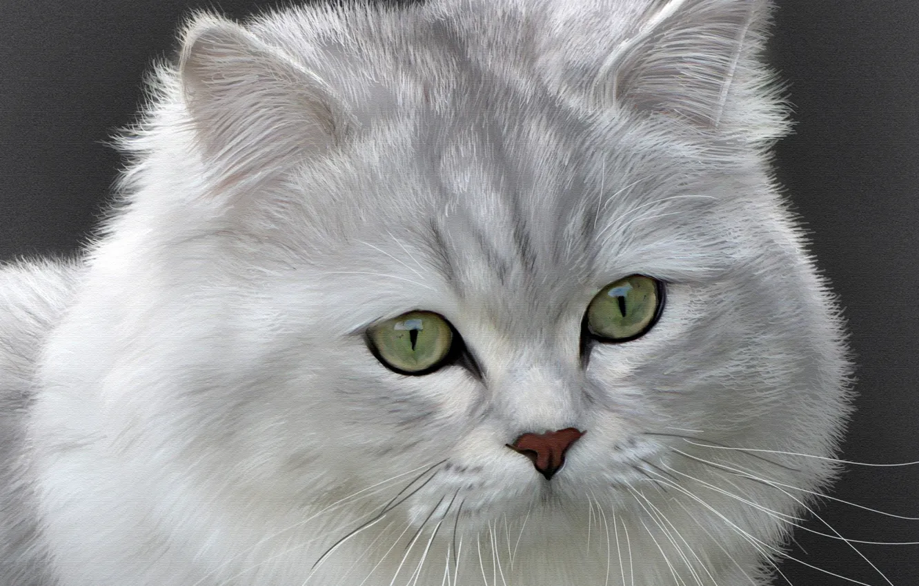 Photo wallpaper cat, cat, British longhair