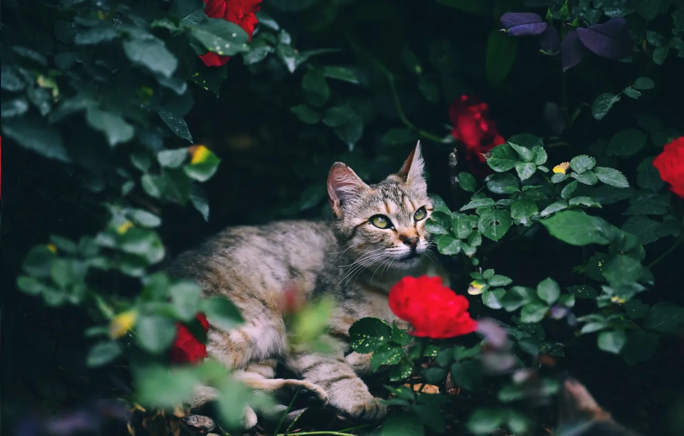 Photo wallpaper lies, in bloom, cat