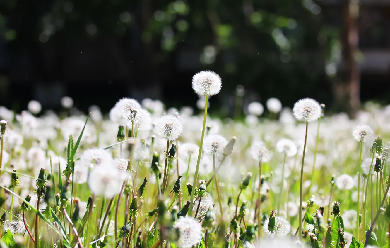 Photo wallpaper summer, background, dandelion, fluff