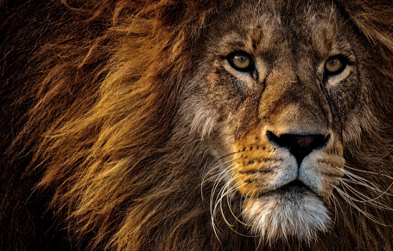 Photo wallpaper look, face, close-up, portrait, Leo, mane, the king of beasts, wild cat