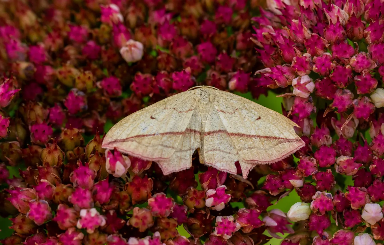 Photo wallpaper summer, macro, flowers, background, butterfly, wings, insect, pink