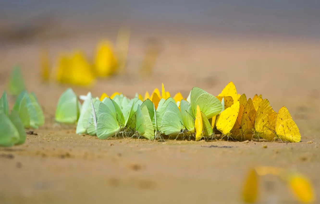 Photo wallpaper butterfly, insect, Brazil, Mato Grosso