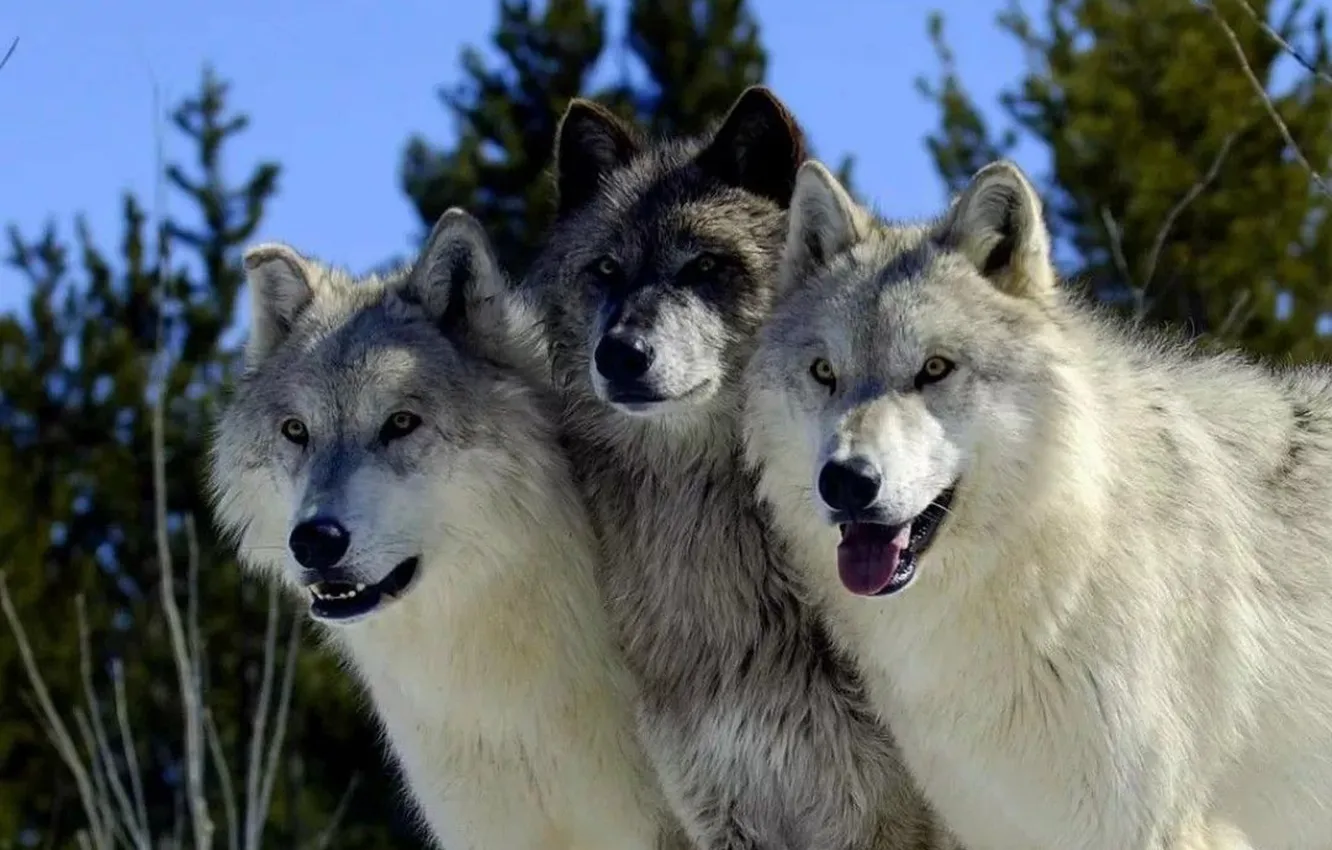 Photo wallpaper Predator, nature, snow, face, animal, wolf, canis lupus, wildlife