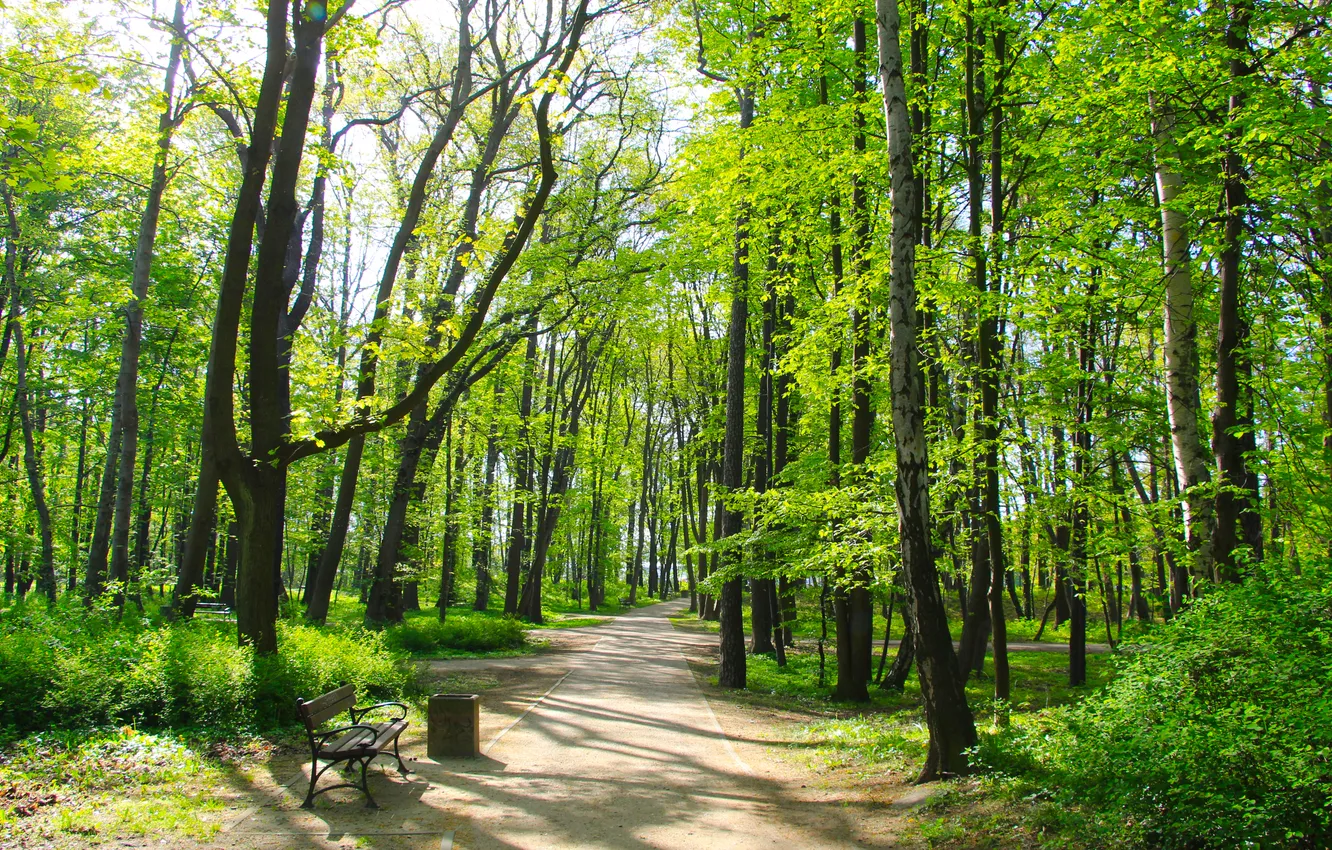 Photo wallpaper green, trees, park, spring, alley